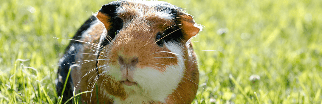 Le Cobaye ou Cochon d’Inde