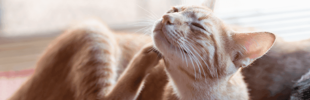 Acheter un anti-puces efficace pour chat