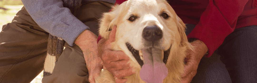 Choisir un chien pour un senior