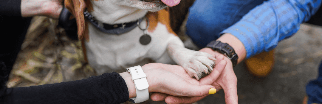 Quel chien pour quel maître ?