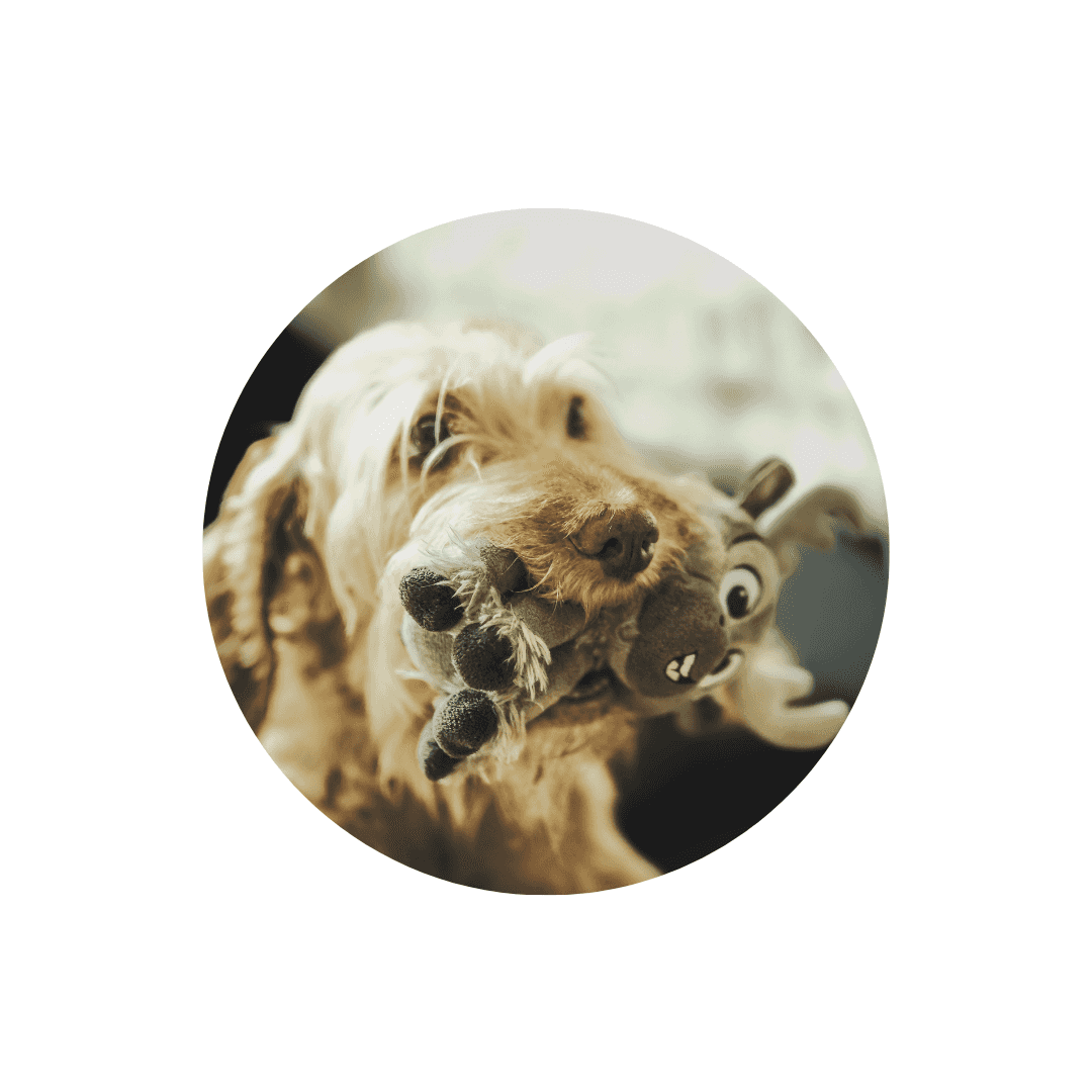 Jouets qui couinent pour chien