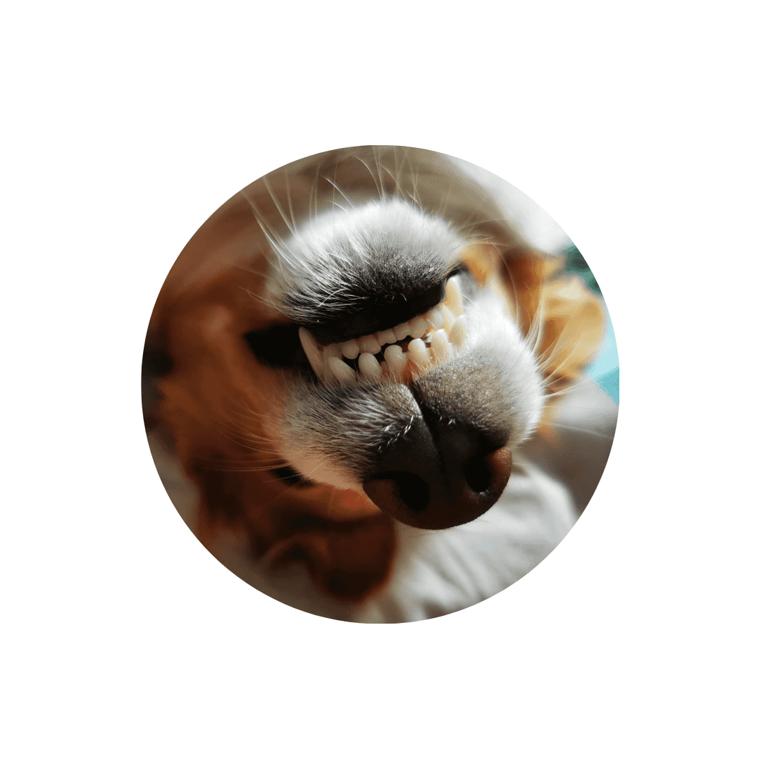 Soins des dents du chien