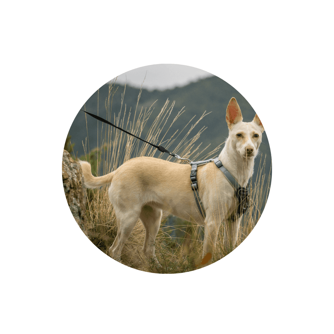 Harnais anti-traction