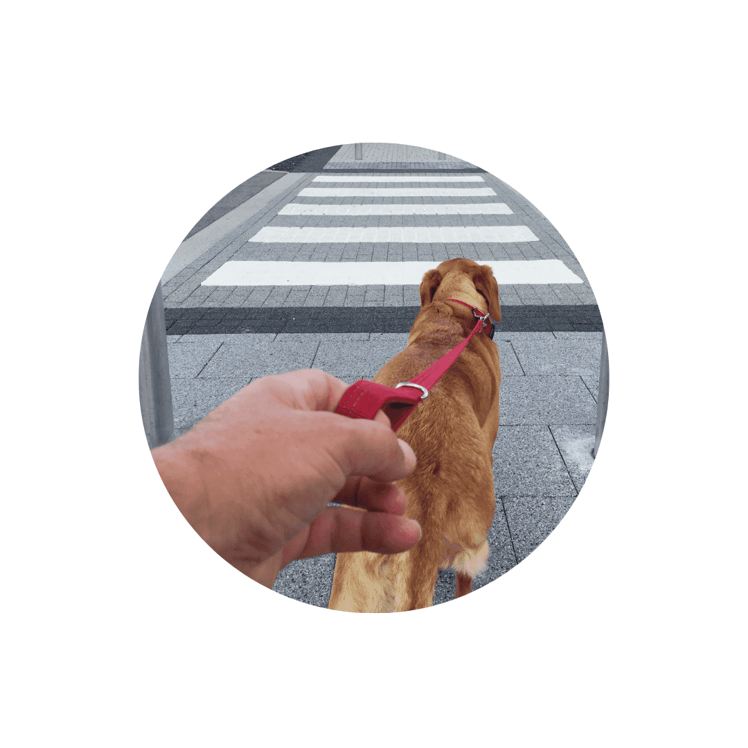 Laisses classiques pour chien