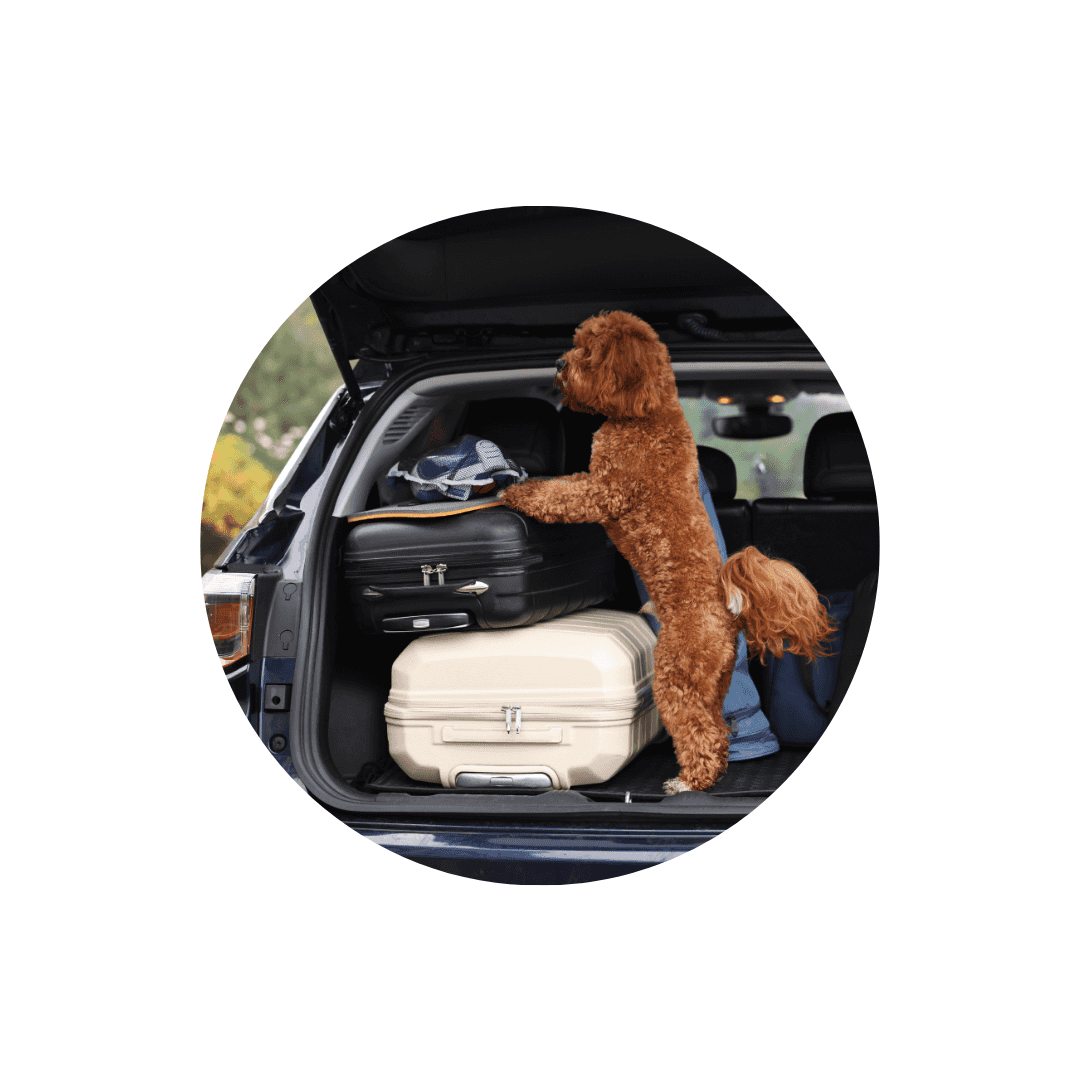 Protections de coffre pour chien