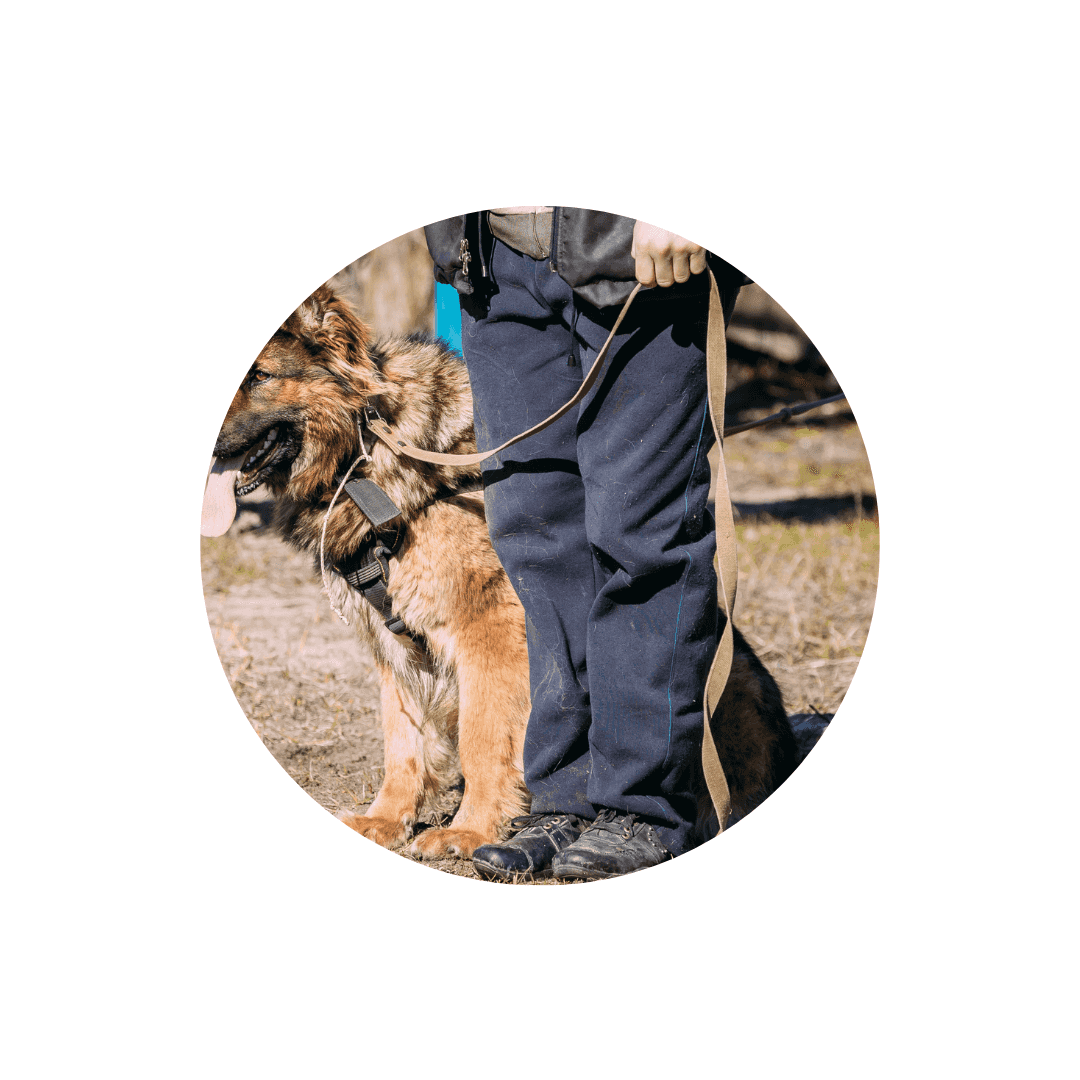 Harnais de dressage pour chien