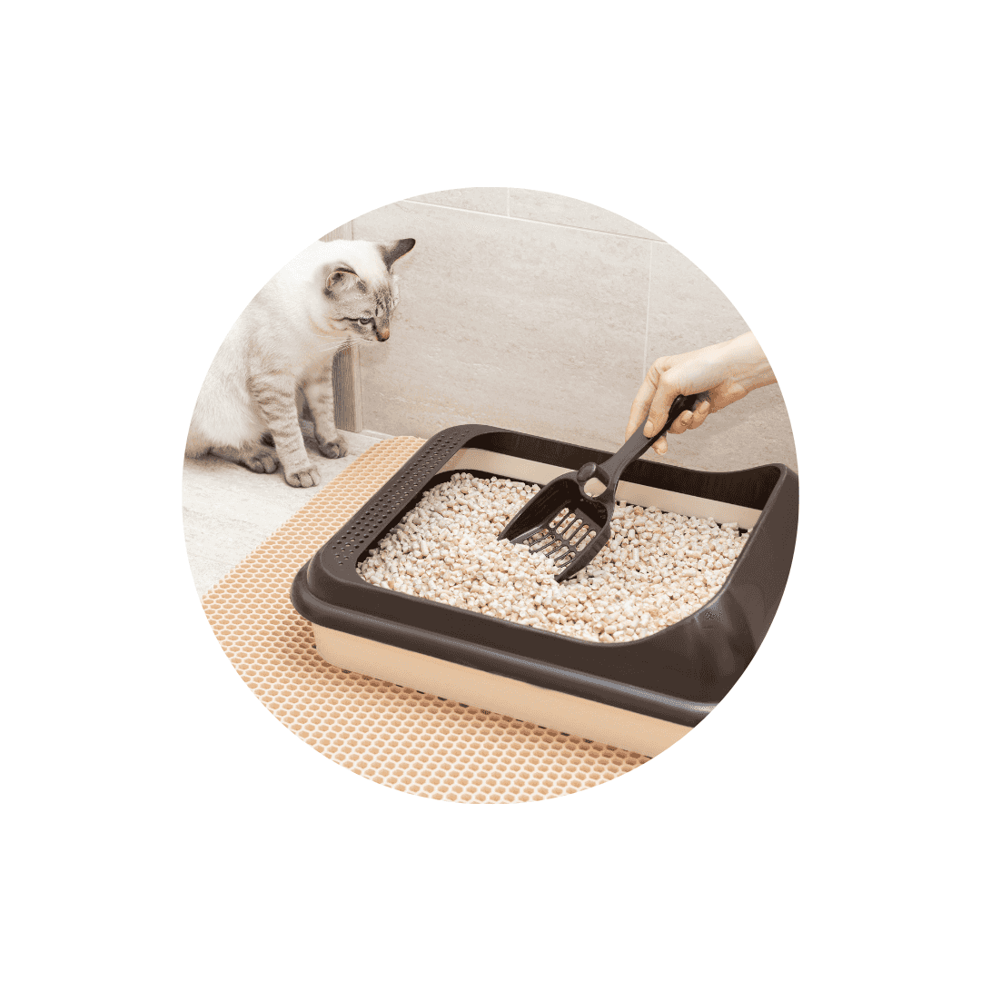 Litière agglomérante pour chat