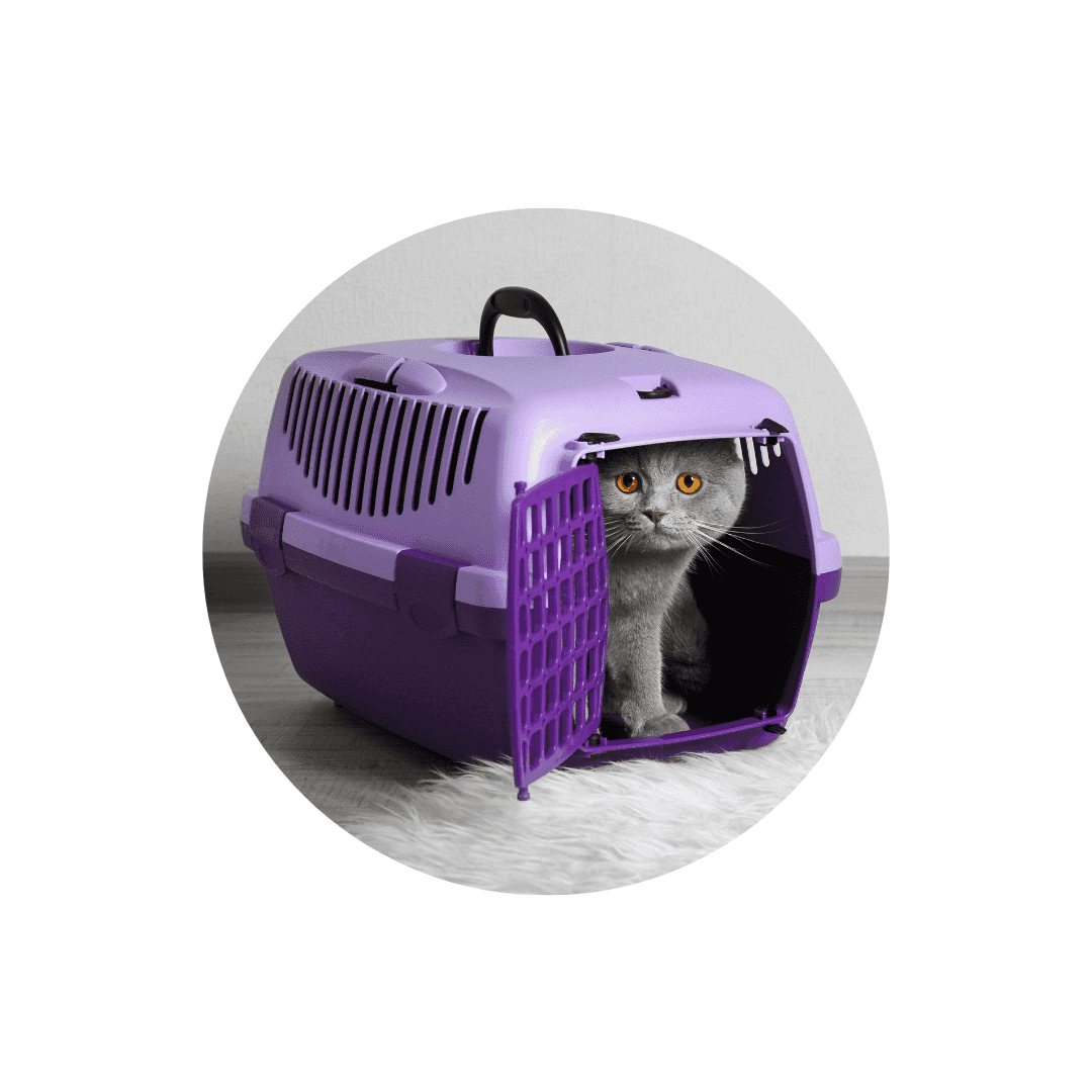 Cages de transport pour chat