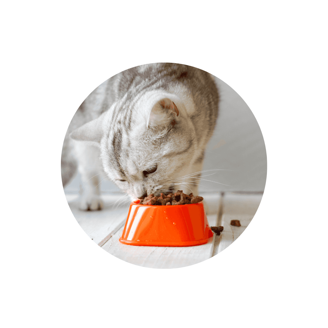 Gamelle et écuelle pour chat