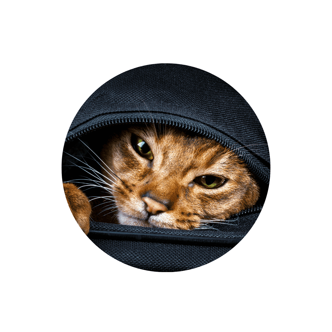 Sacs bandoulière pour chat