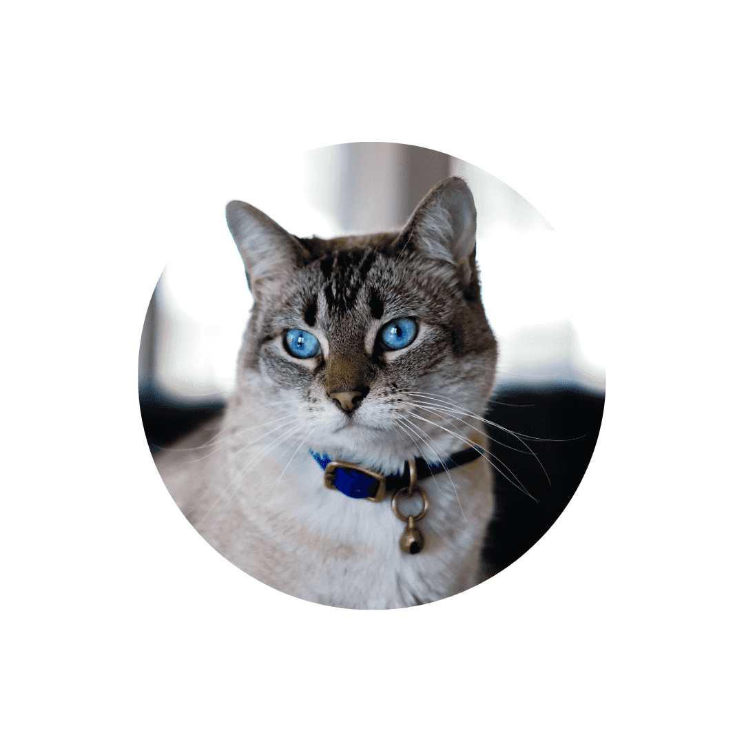 Colliers anti-étranglement pour chat