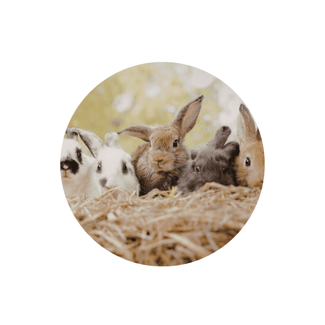 Litières, sables, foins et copeaux pour rongeur