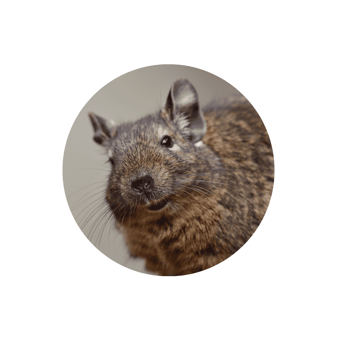 Nourriture pour octodon