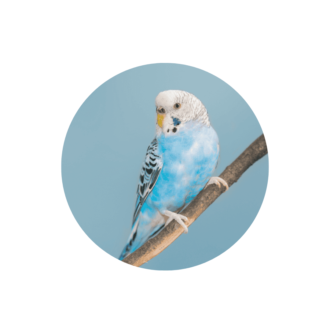 Perchoirs pour oiseaux