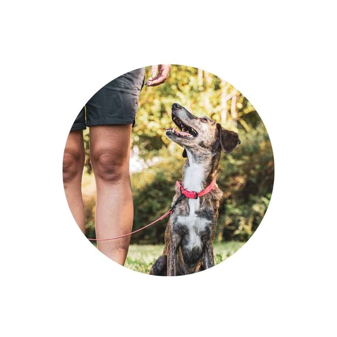 Friandises education - récompense - dressage