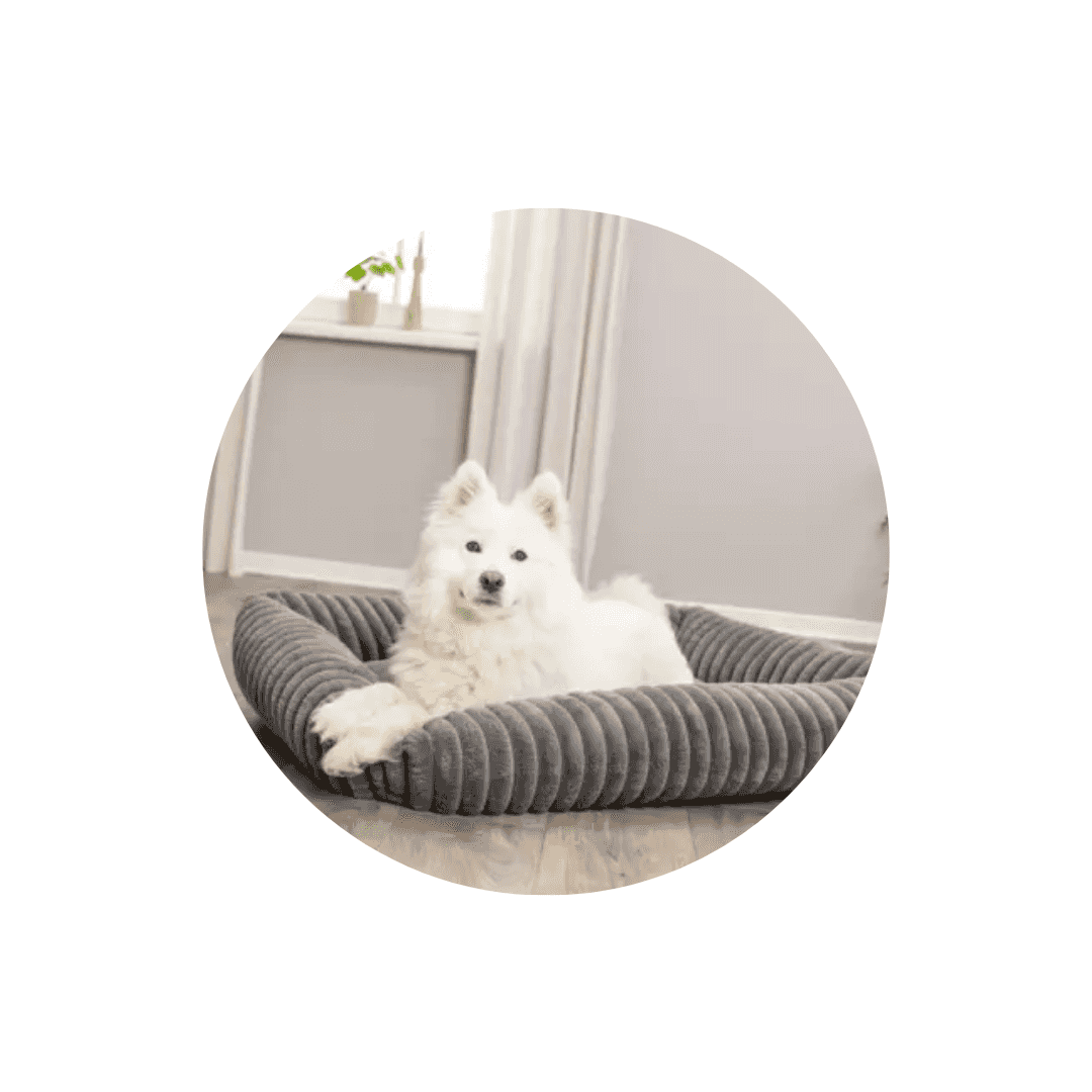 Corbeilles pour chien