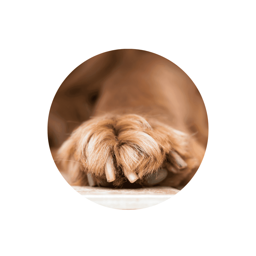 Soins des pattes et des griffes du chien