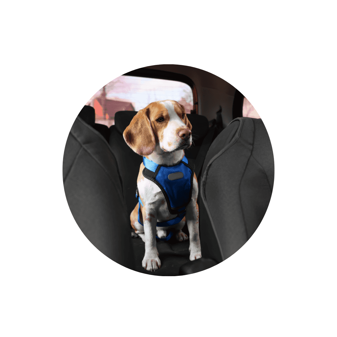 Protections de sièges pour chien