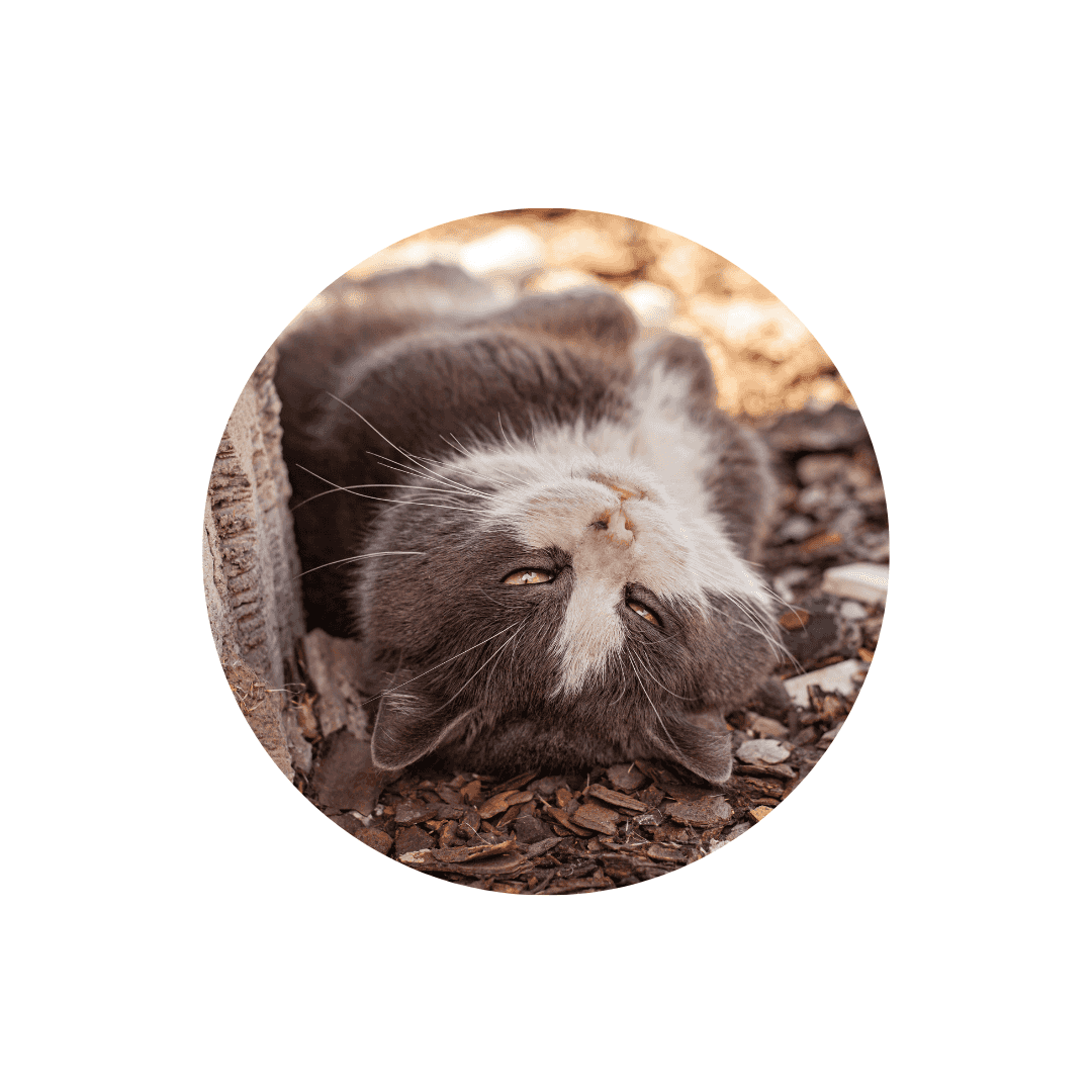 Troubles digestifs du chat