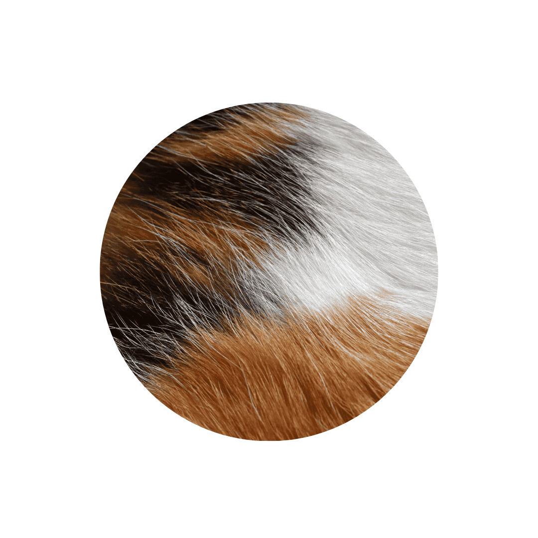 Soins de la peau du chat et pelage