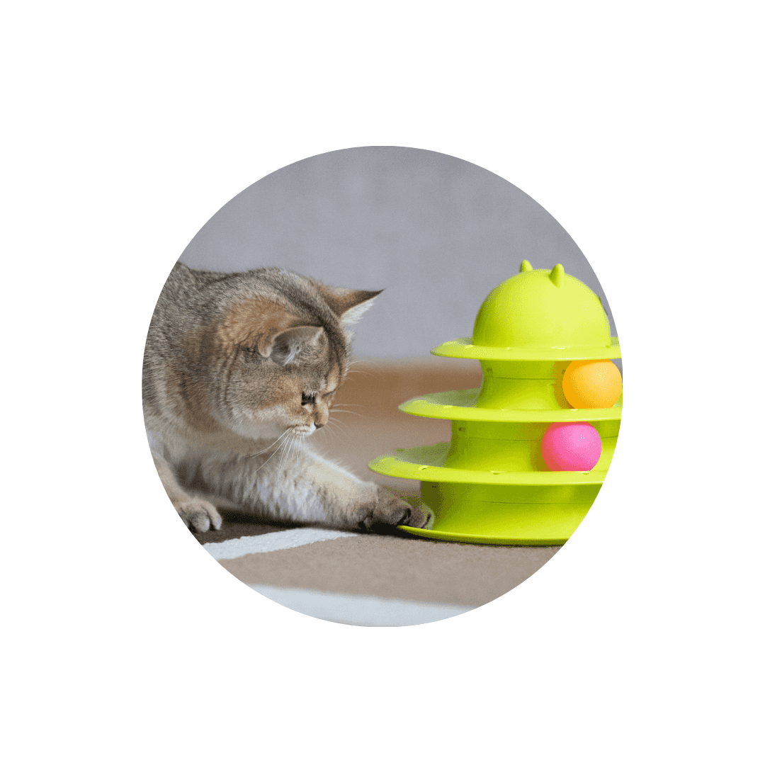 Jouets éducatifs pour chat