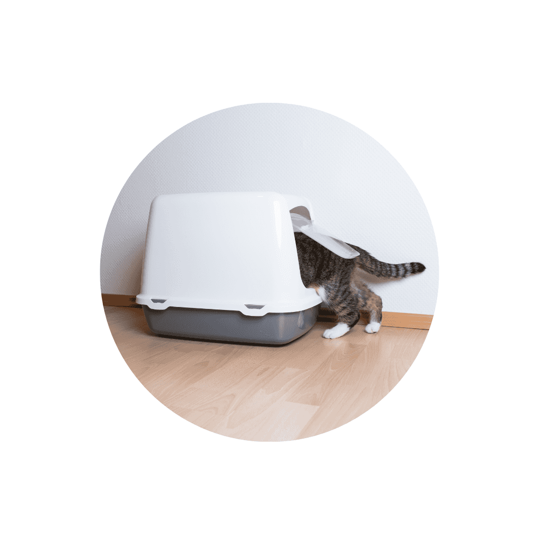 Maison de toilette pour chat