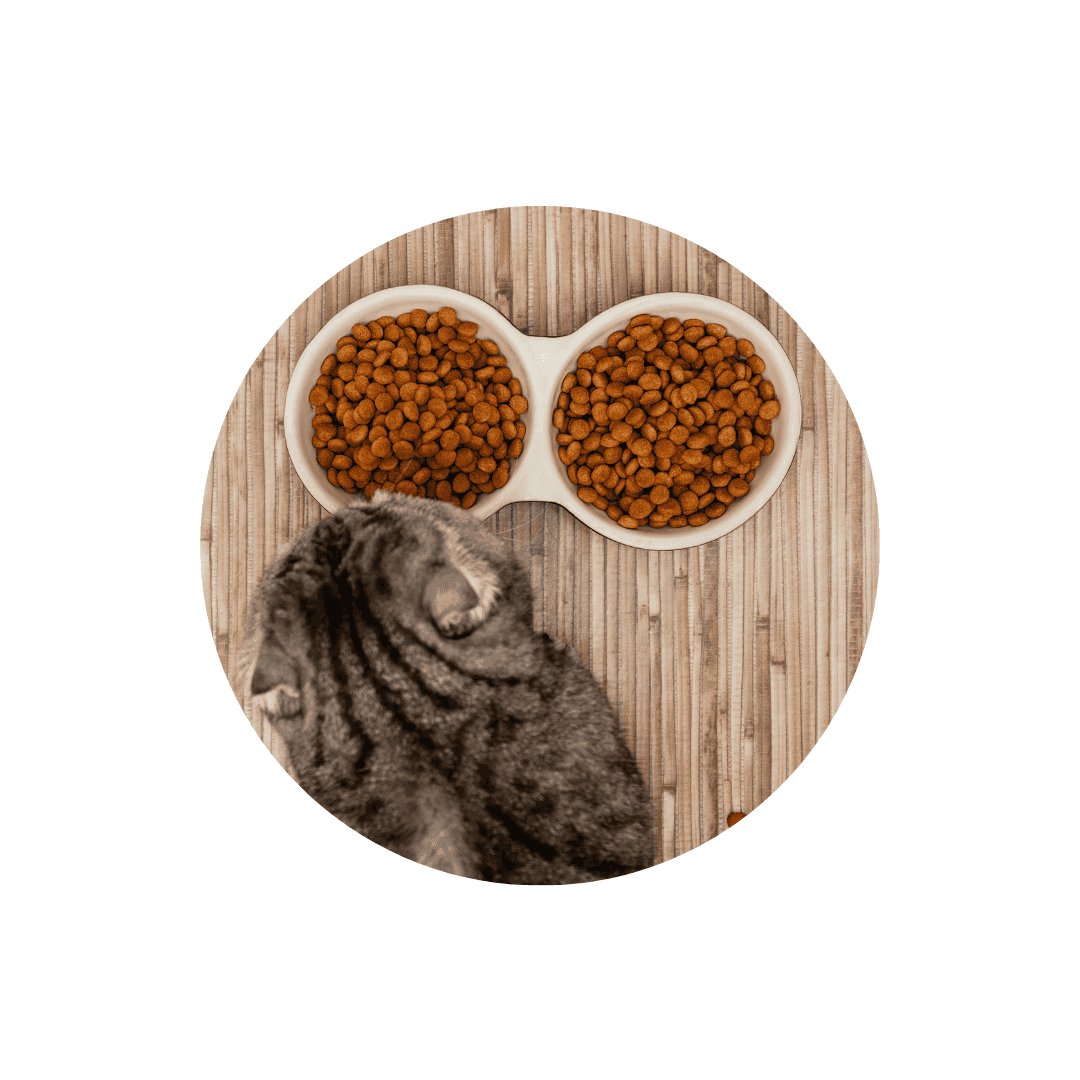 Gamelle double pour chat