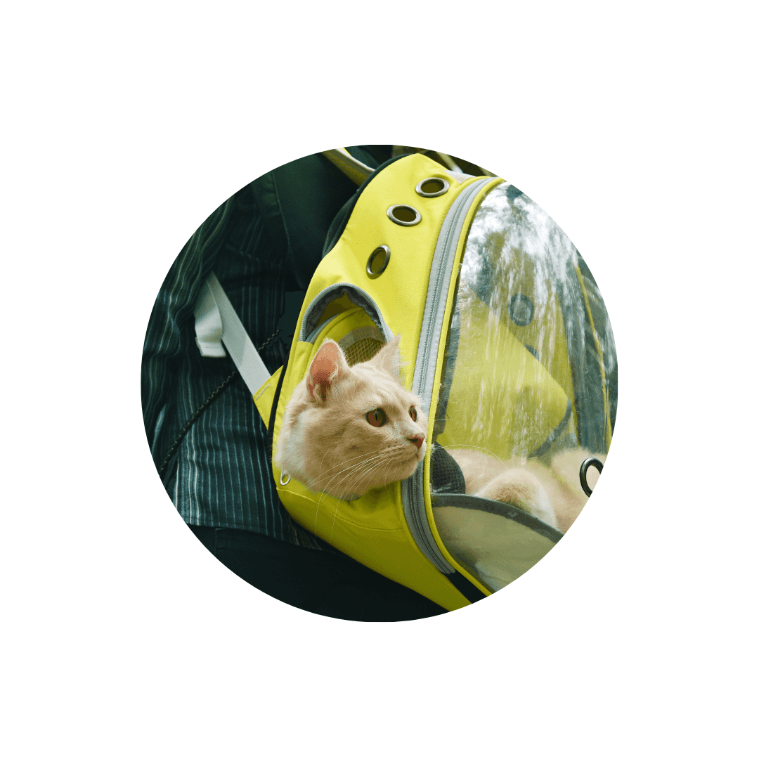 Sacs à dos pour chat