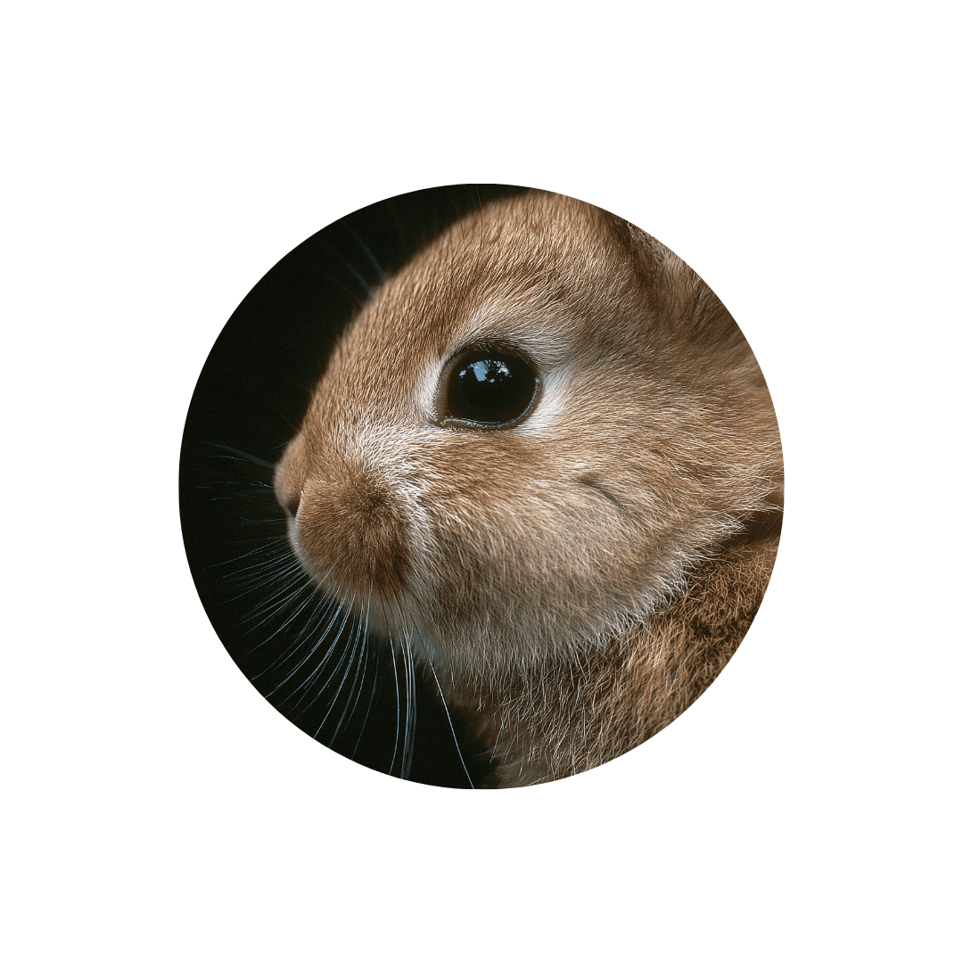 Antiparasitaires pour lapin