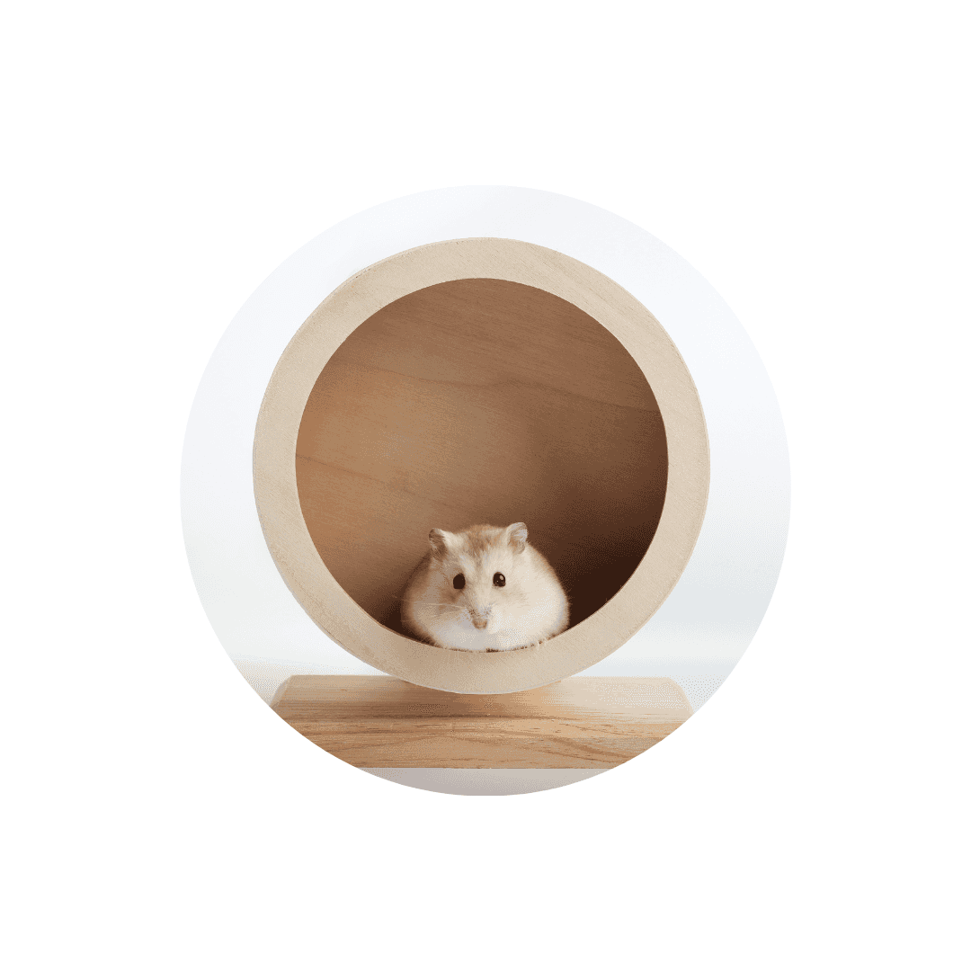 Habitat pour hamster