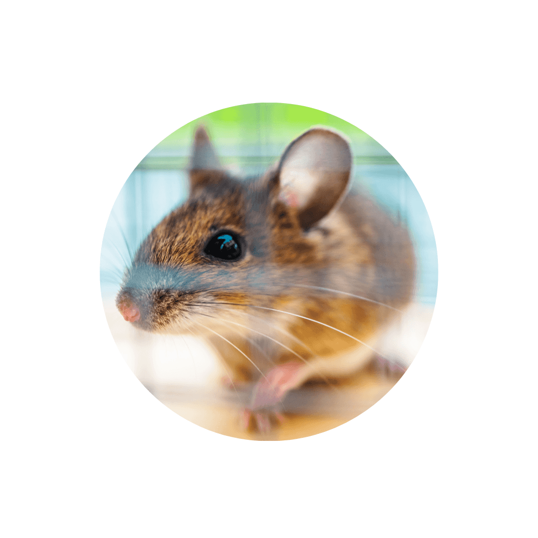 Habitat de la souris