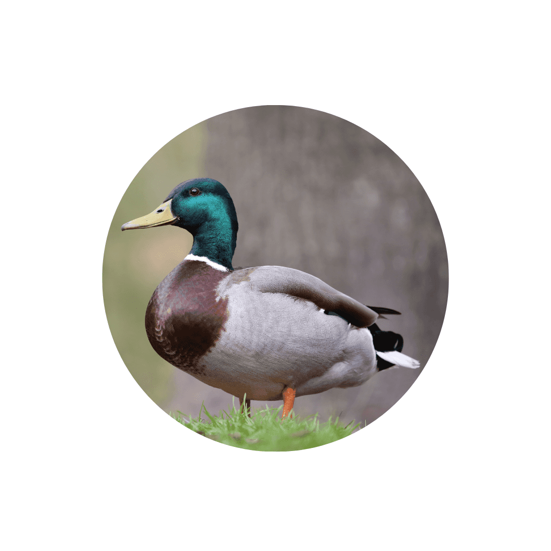 Nourriture pour canard