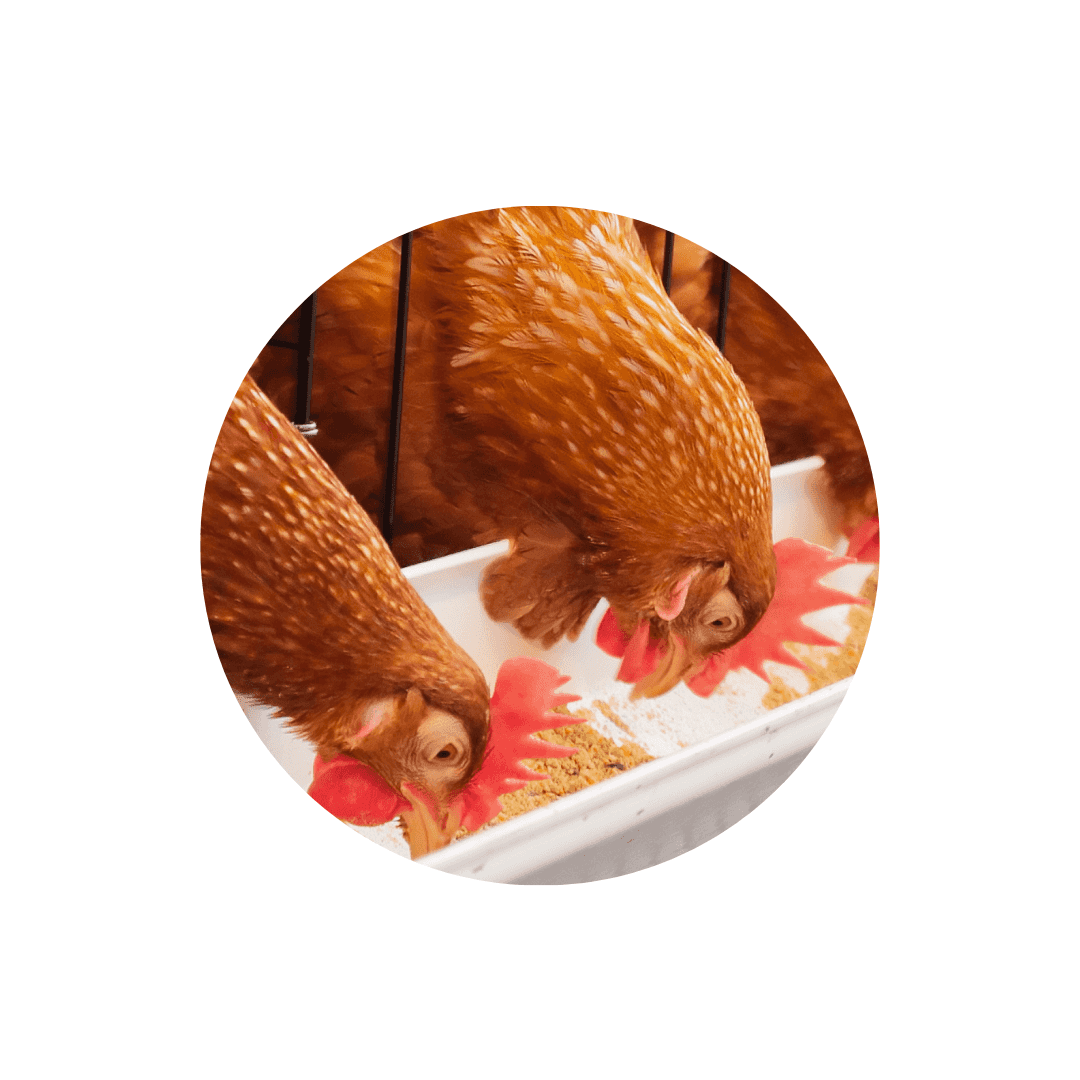 Mangeoires pour volaille et bétail