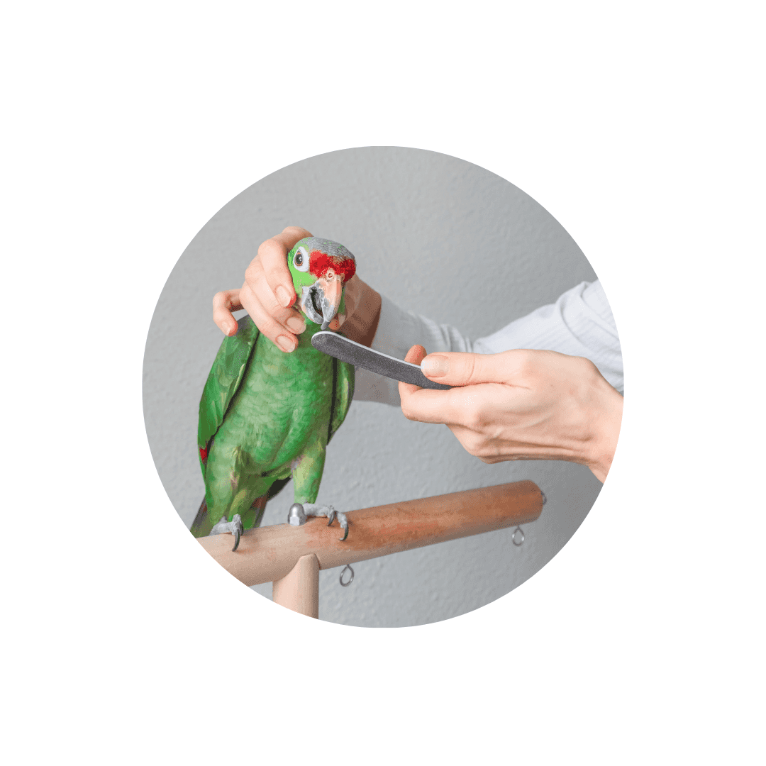 Soins spécifiques pour oiseaux