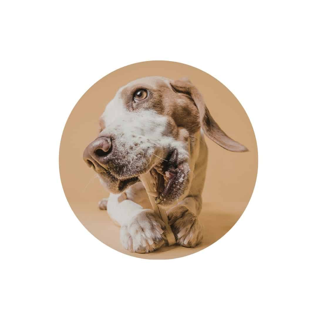 Bâtonnets à mâcher pour chien