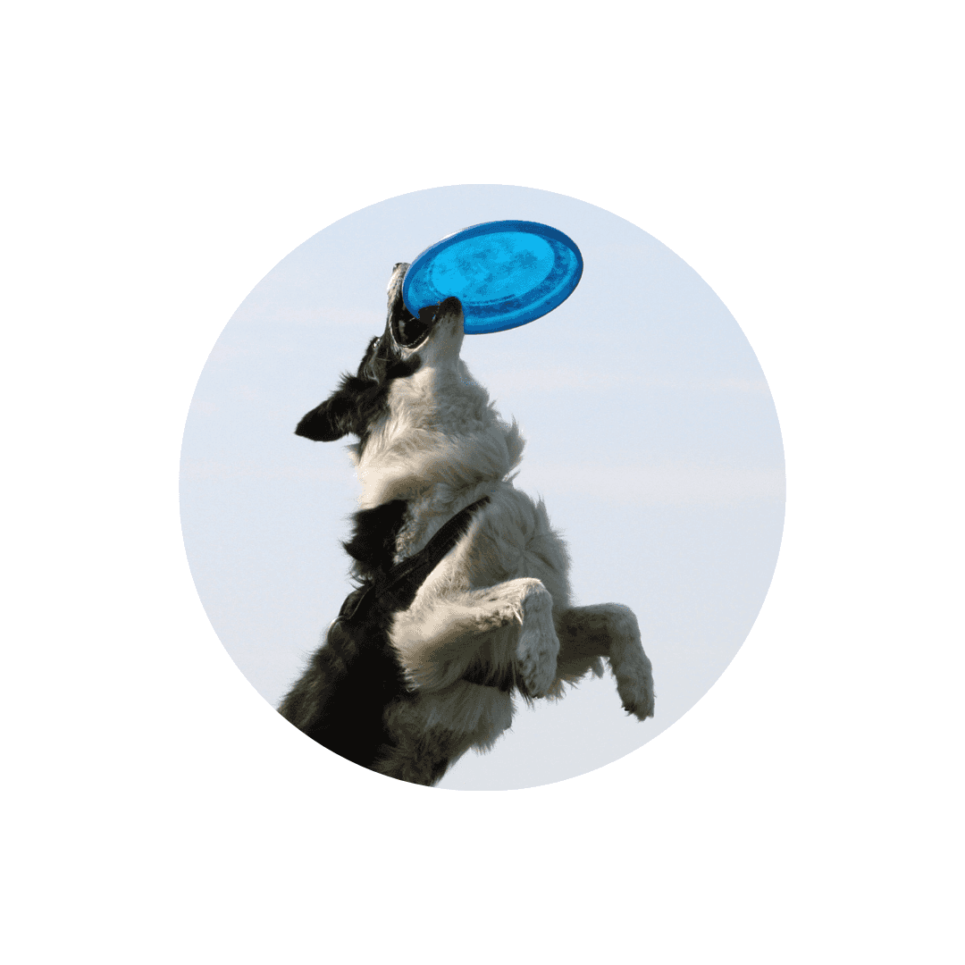 Frisbees pour chien