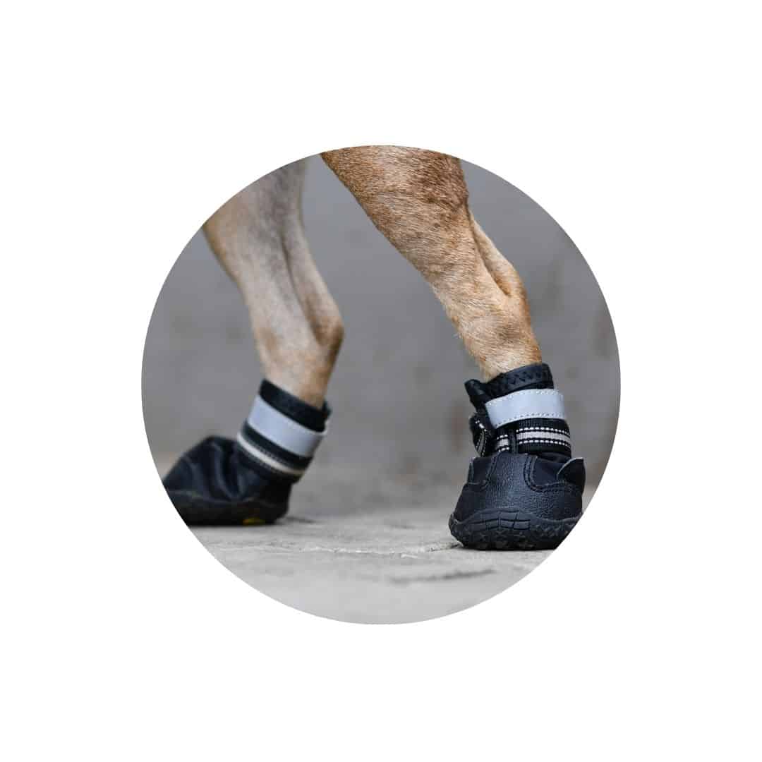 Chaussures pour chien