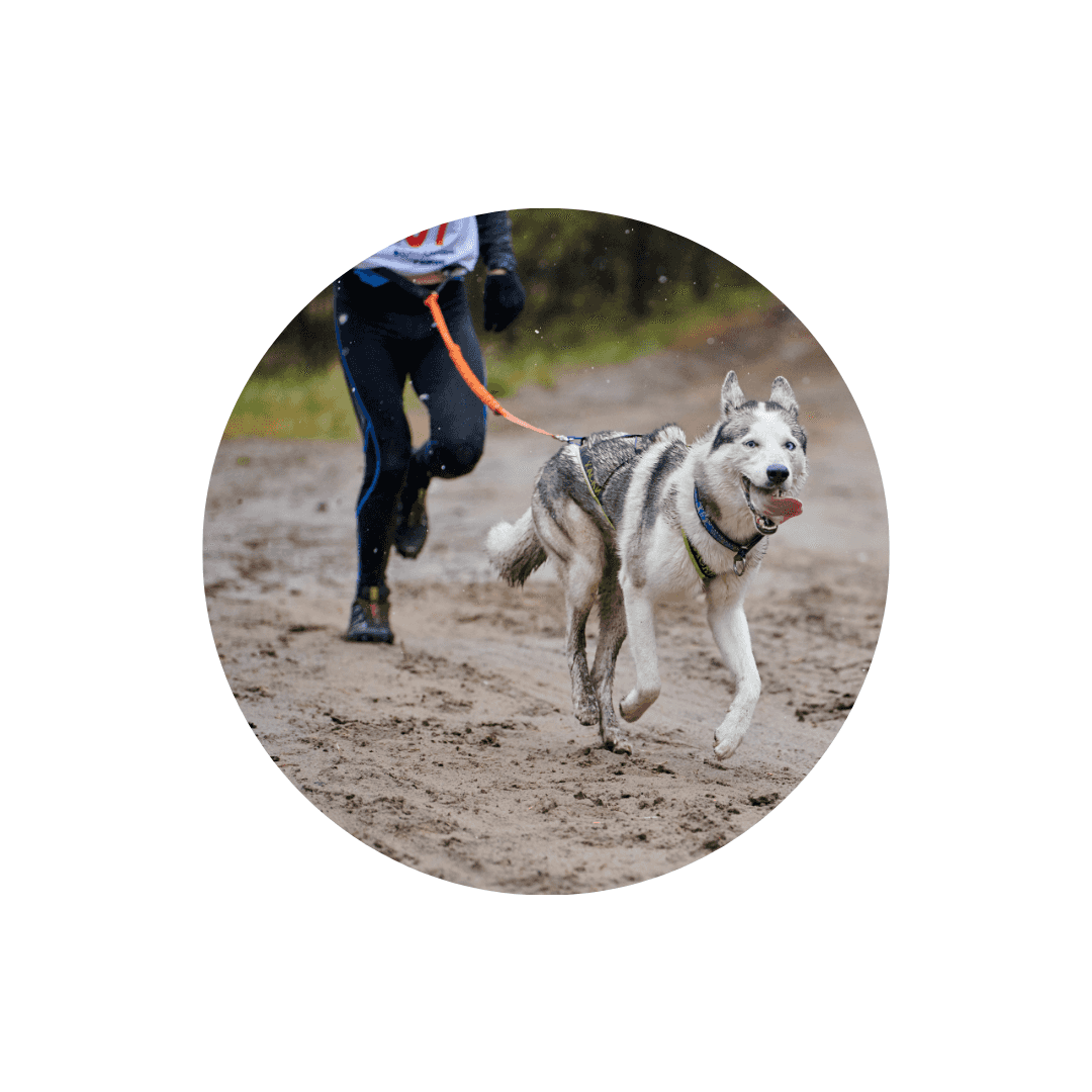 Harnais Canicross et CaniVTT