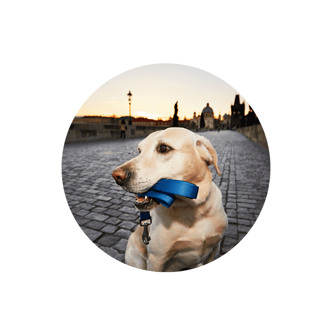 Laisses réfléchissantes pour chien