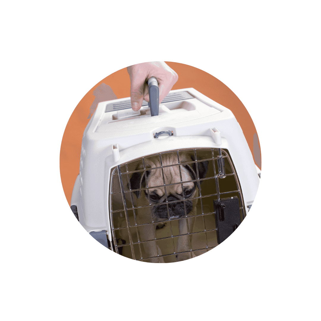 Cages de transport pour chien