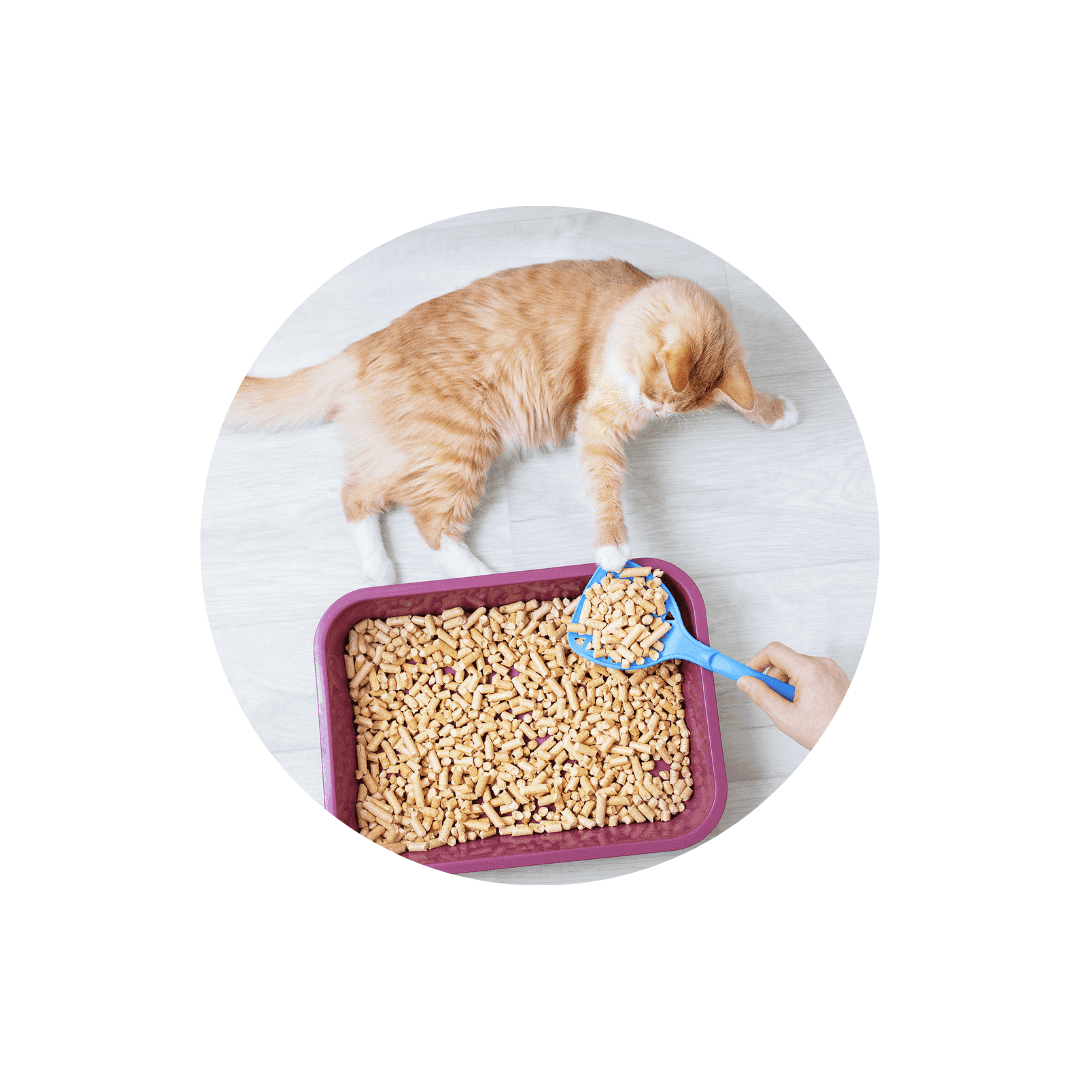 Litière parfumée pour chat