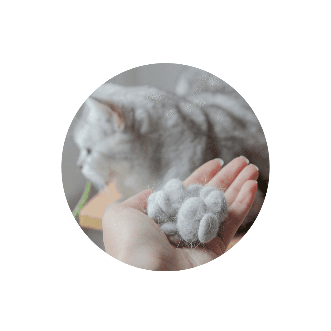 Compléments alimentaires contre les boules de poils du chat