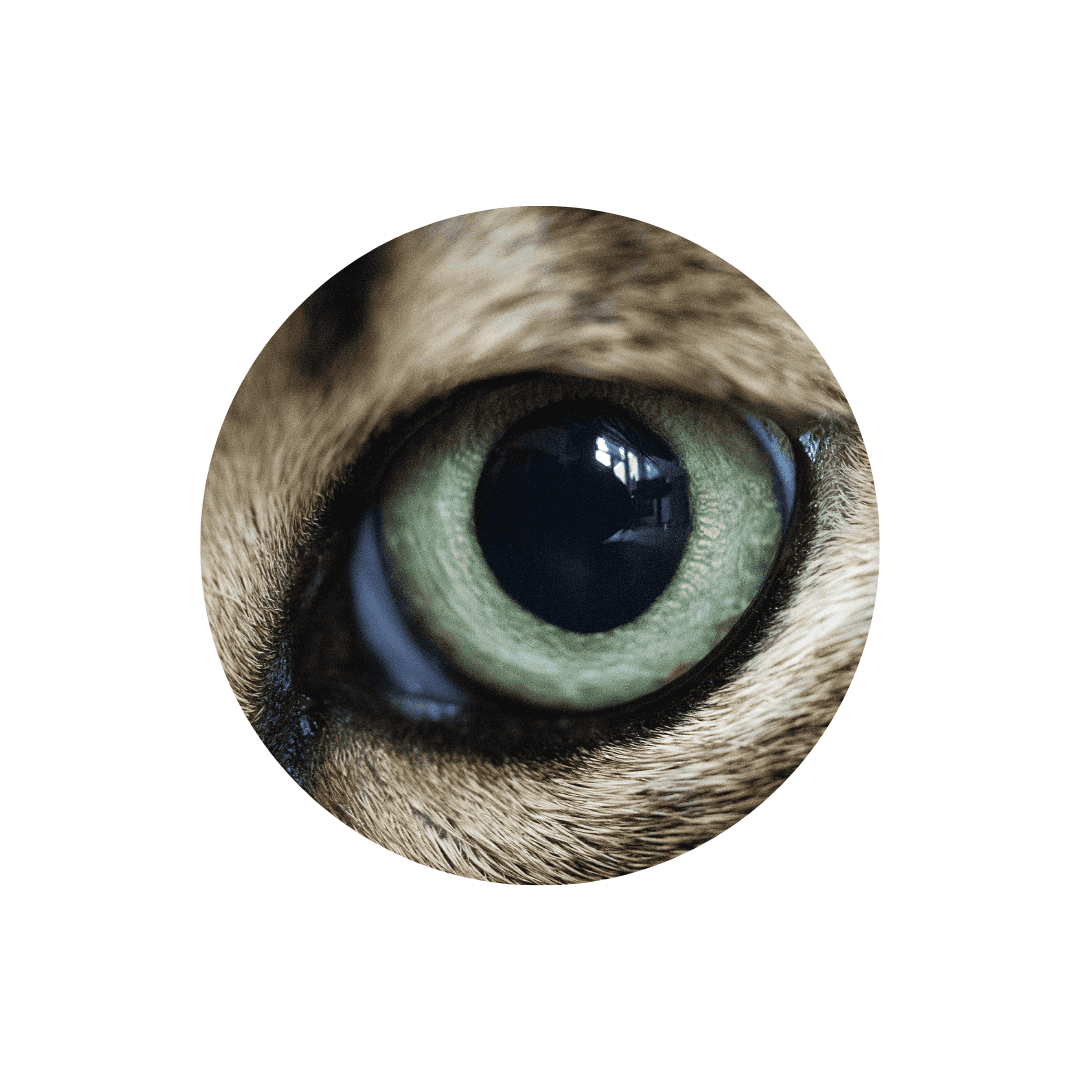 Soins des yeux du chat