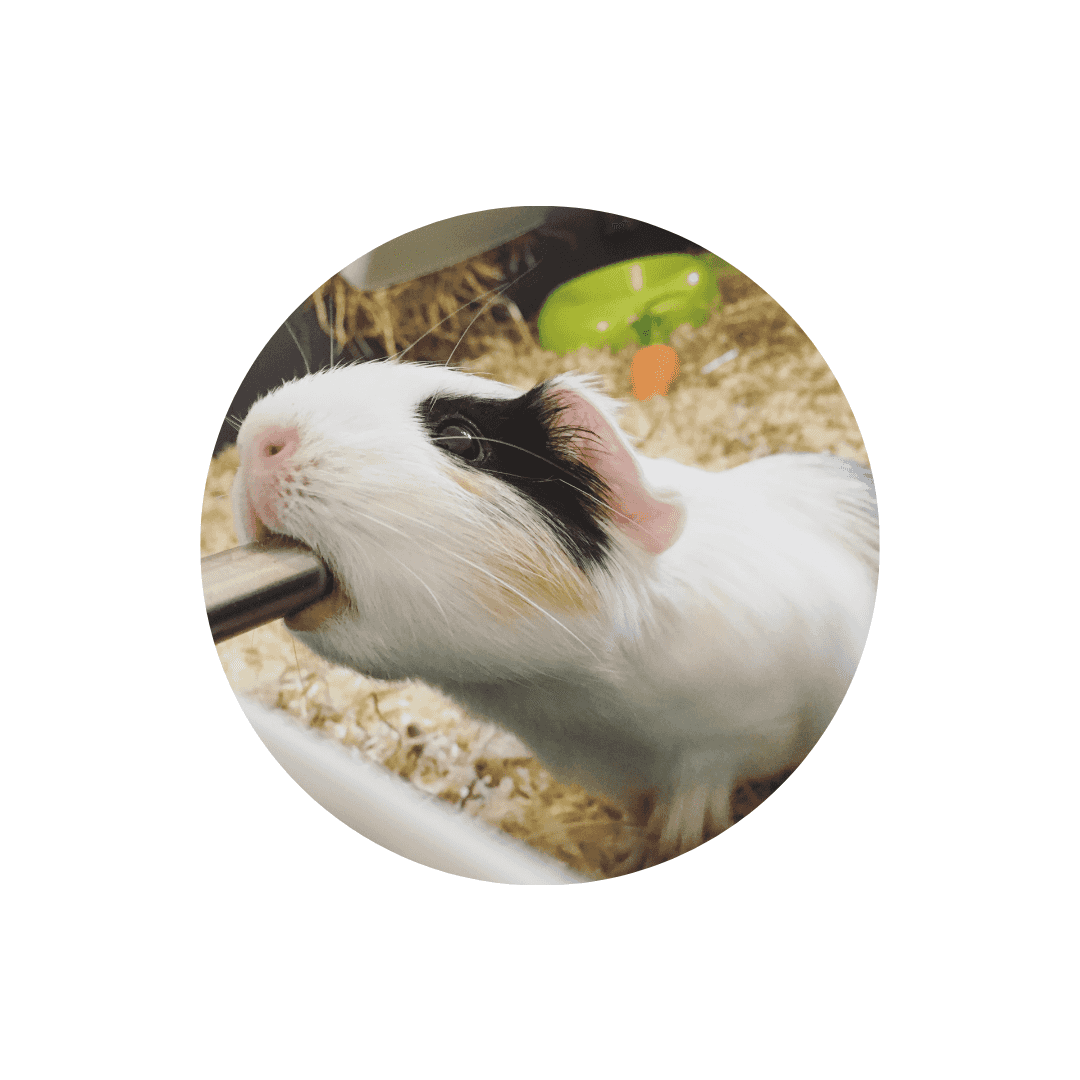 Biberons pour cochon d’Inde et cobaye