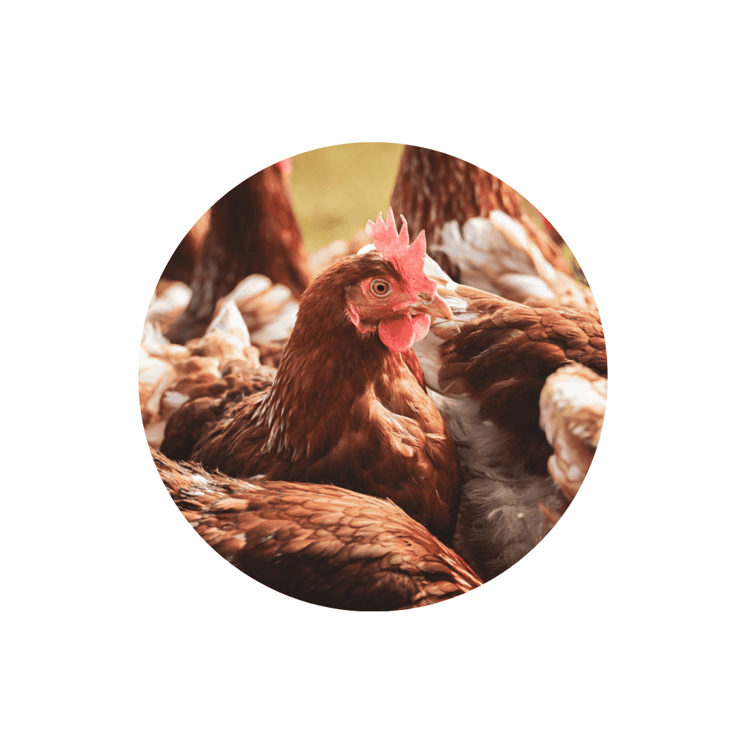 Accessoires abreuvoirs et mangeoires