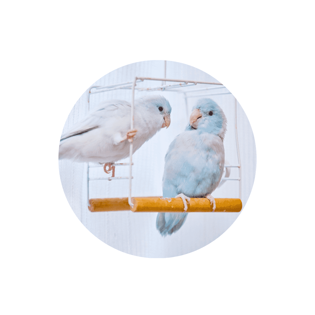 Accessoires pour cages oiseaux