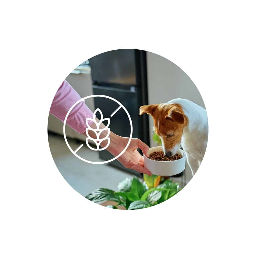 Alimentation sans céréales pour chien