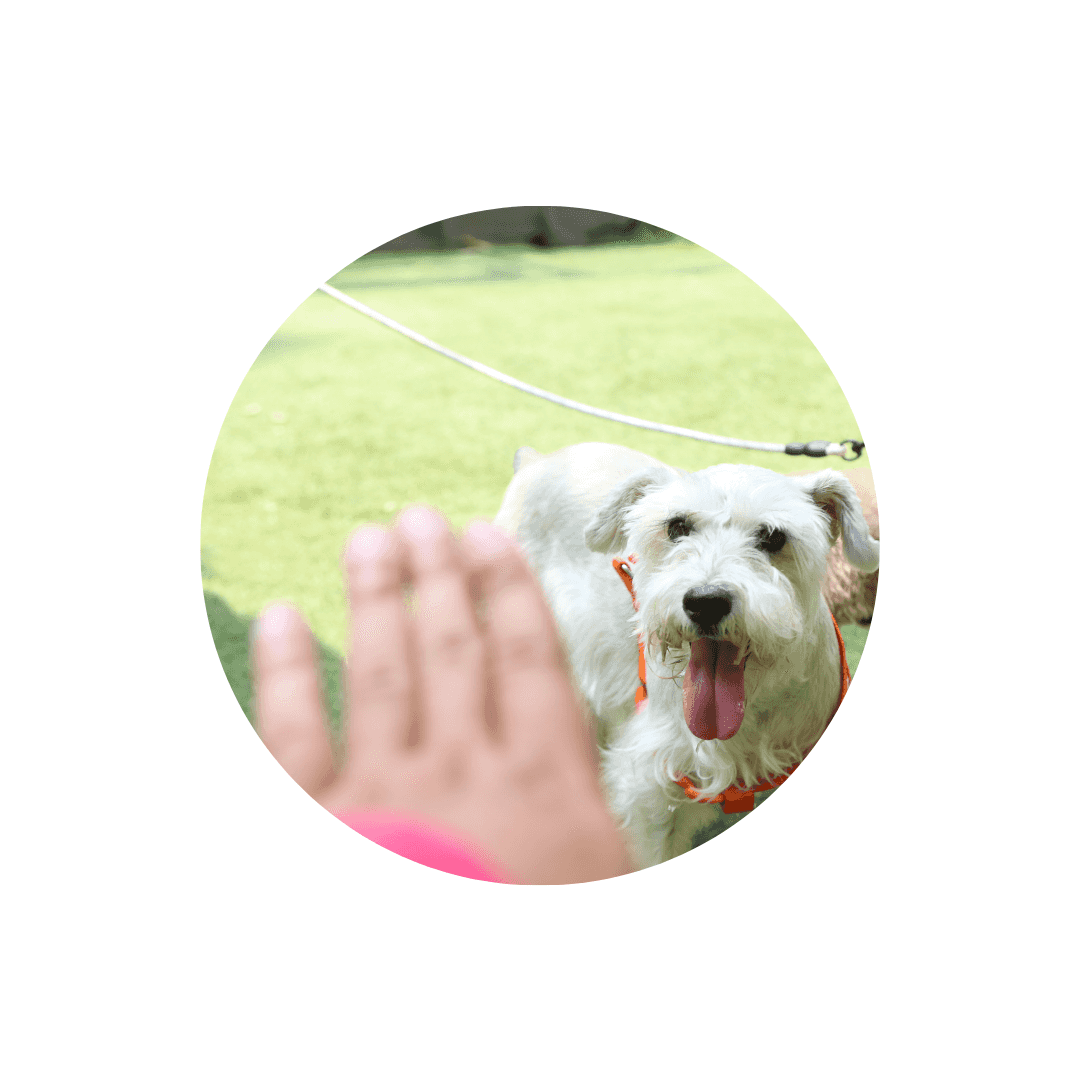 Harnais d'éducation