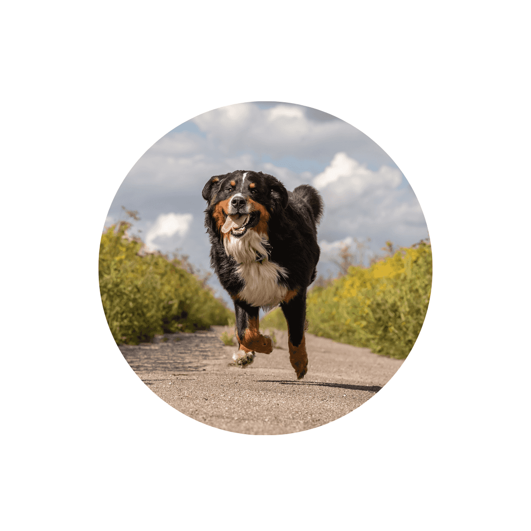 Colliers anti-fugue pour chien