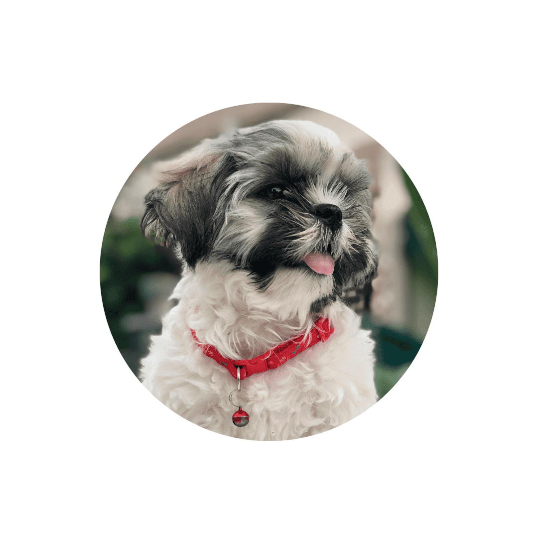 Colliers, laisses et harnais pour chiot